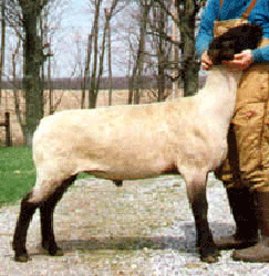 Martha White